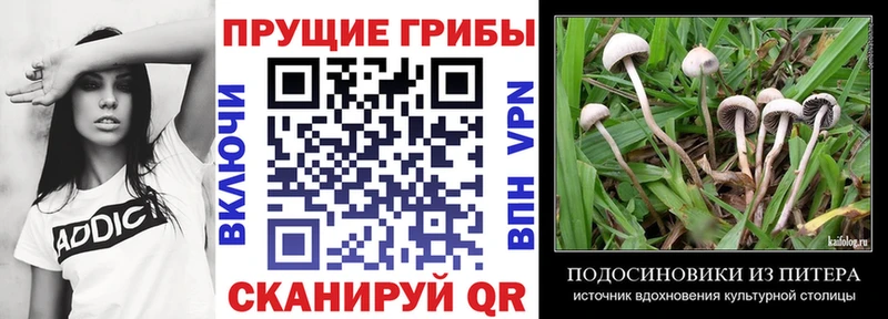 Псилоцибиновые грибы Cubensis  Ардатов 